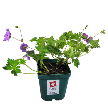 Geranium wallichianum 'Rozanne'