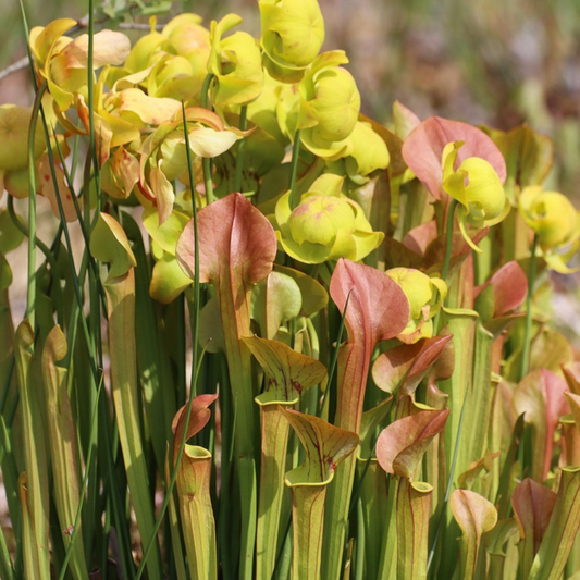 Sarracenia / Schlauchpflanze
