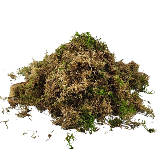 Sphagnum moss living / Sphagnum moss fresh