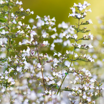 Calamintha nepeta 'Triumphator'