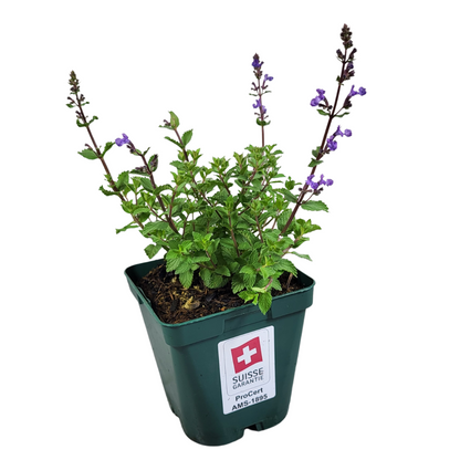 Nepeta x faassenii 'Purrsian Blue'