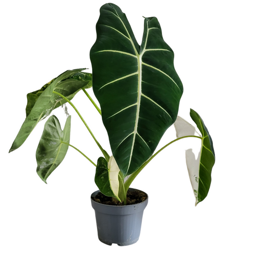 Alocasia Frydek variegata