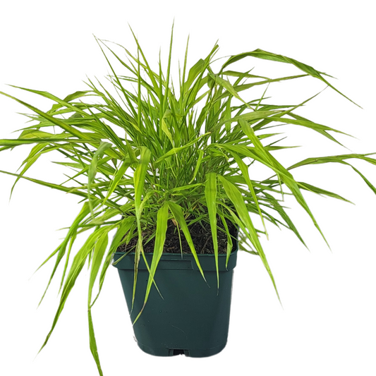 Hakonechloa macra 'All Gold'