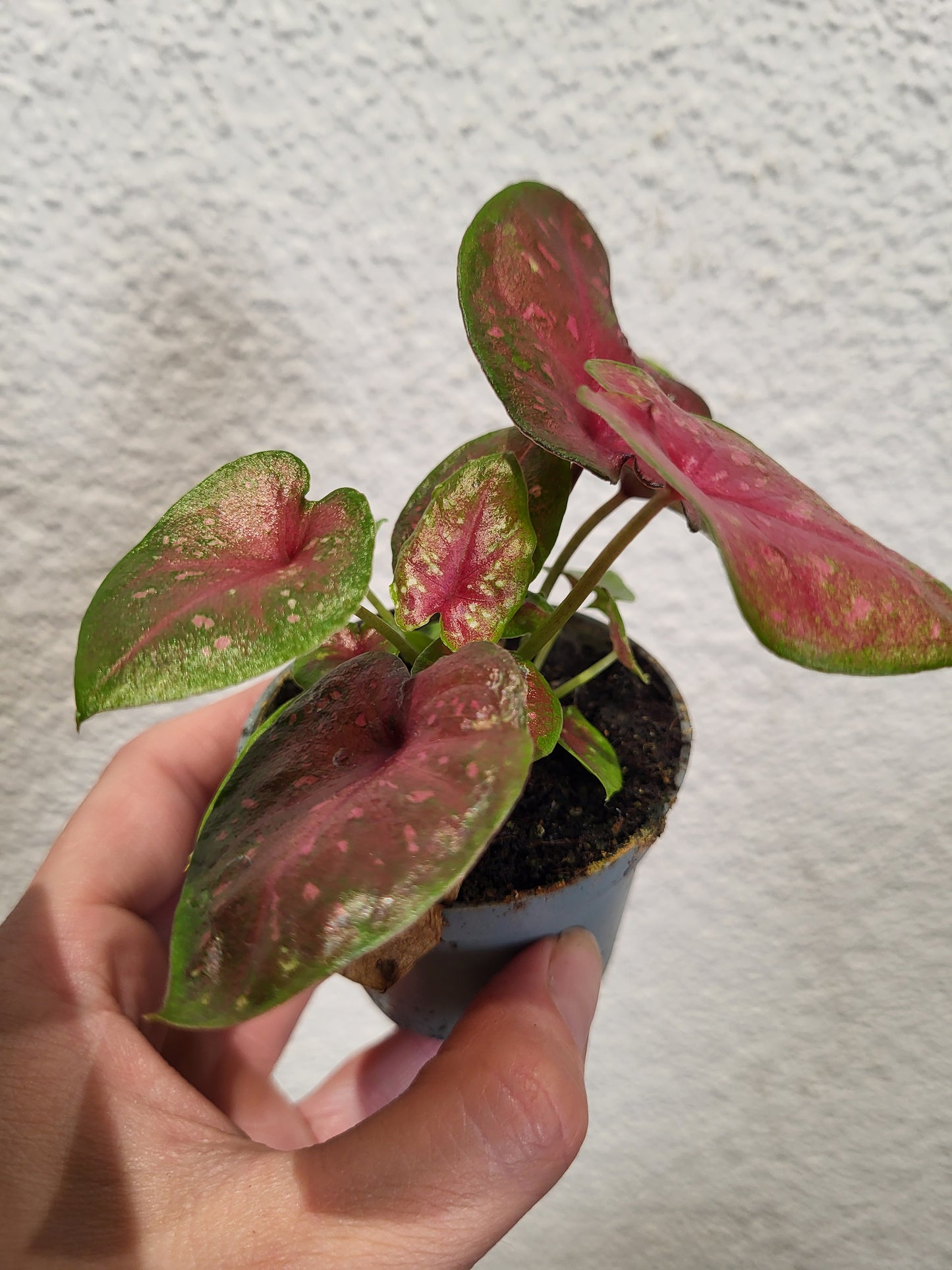 Baby Caladium 'Casey'