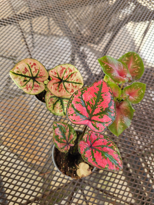 Baby Caladium 3er Set