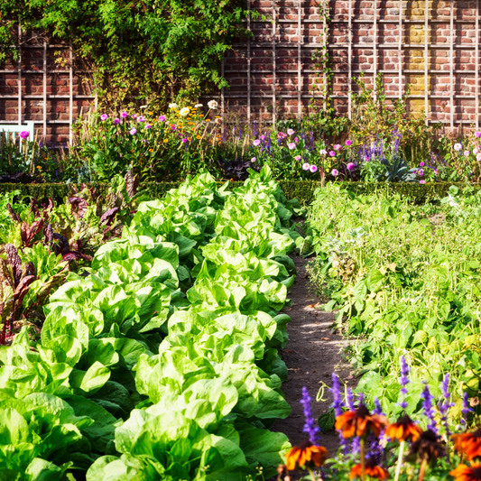 Dünger Gartensegen 1 kg