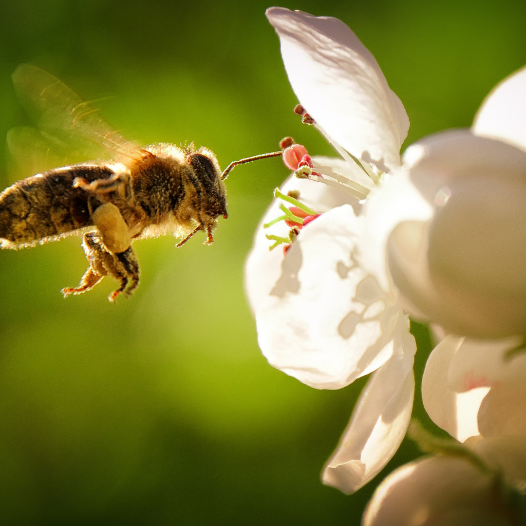 Wildbienensand / Sand für Bienen