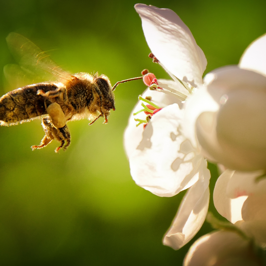 Wildbienensand / Sand für Bienen