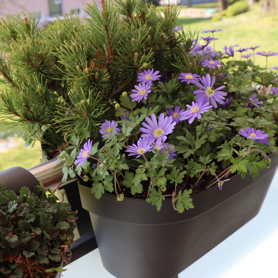 Balcony hanger double-sided with reservoir small