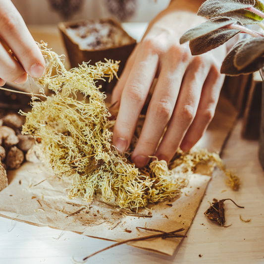 Sphagnum moss living / Sphagnum moss fresh
