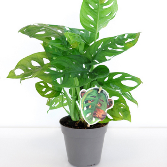Monstera obliqua Monkey Mask
