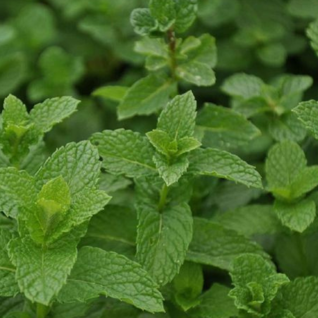 Pineapple Mint