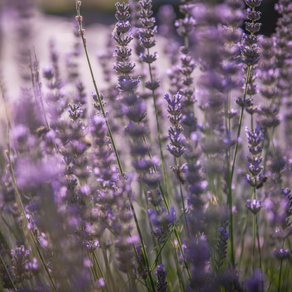 Lavandula angustifolia 'Hidcote'