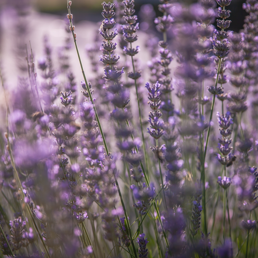 Lavandula angustifolia 'Hidcote'