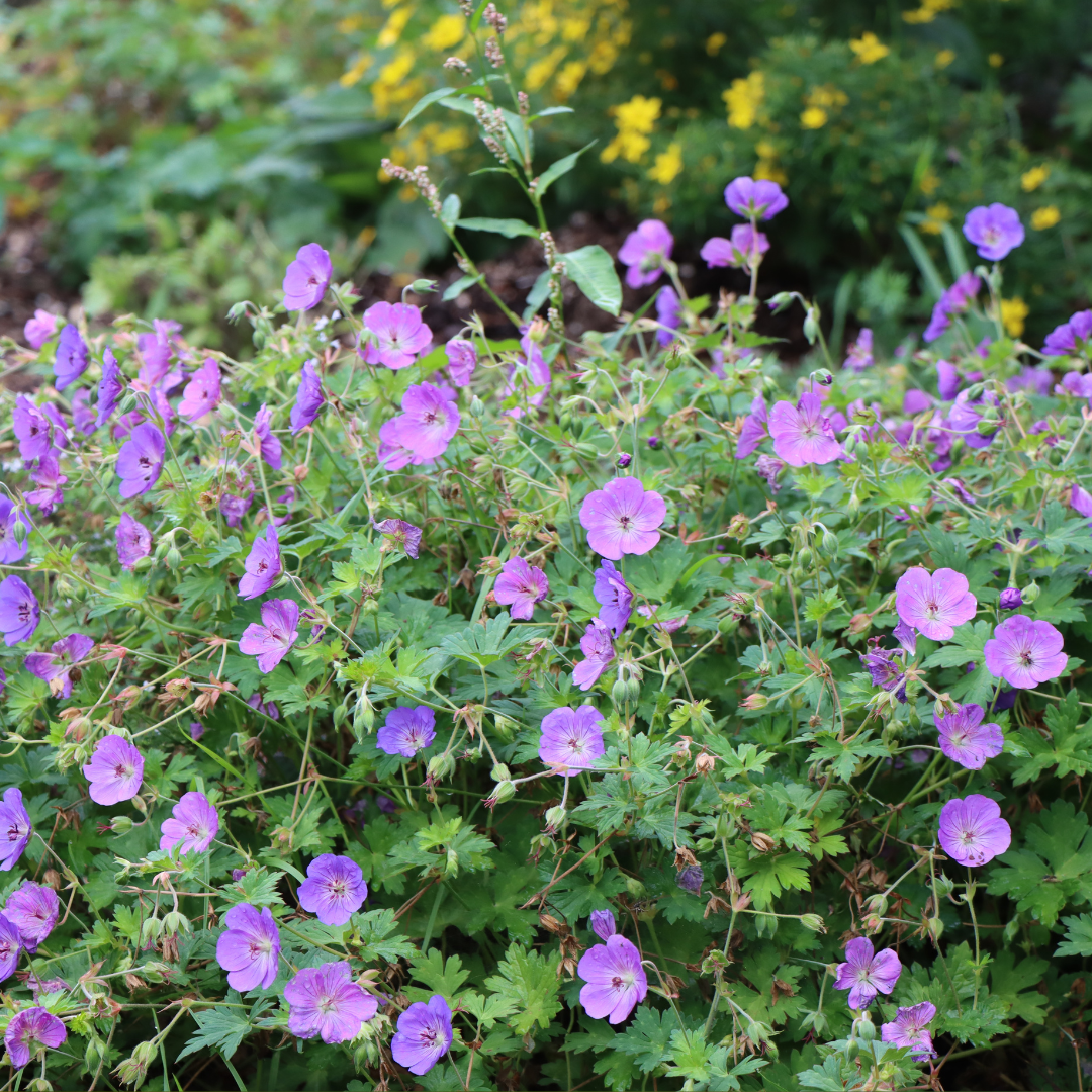 Geranium wallichianum 'Rozanne'