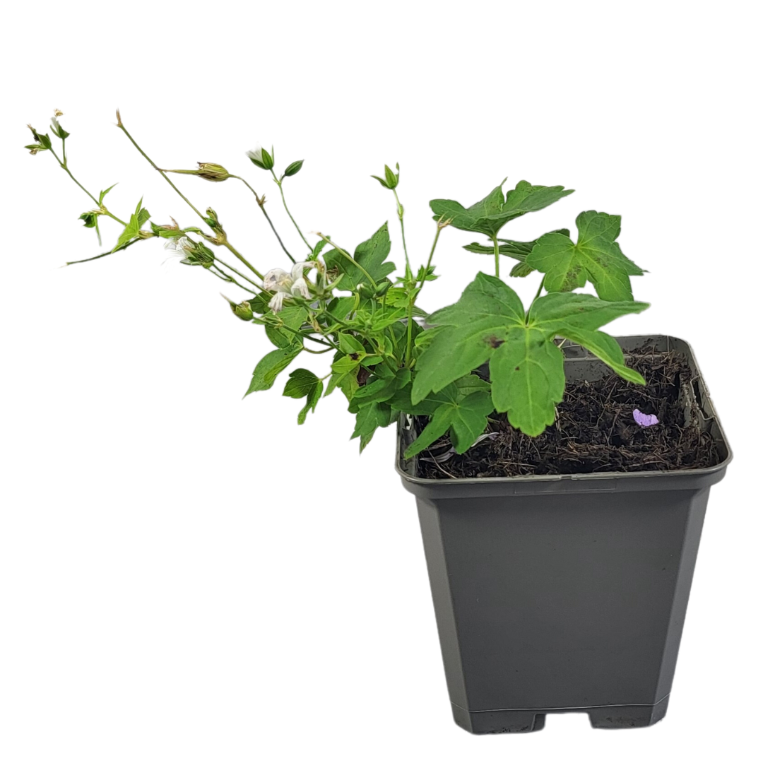 Géranium nodosum 'Silverwood' ®