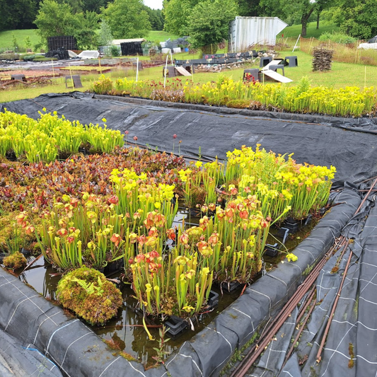 Sarracenia / Schlauchpflanze