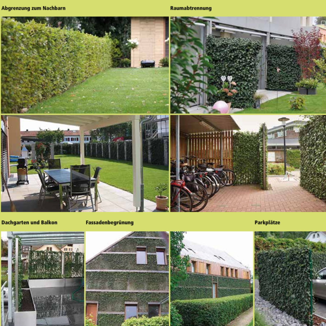 Ivy hedge element 120 cm wide