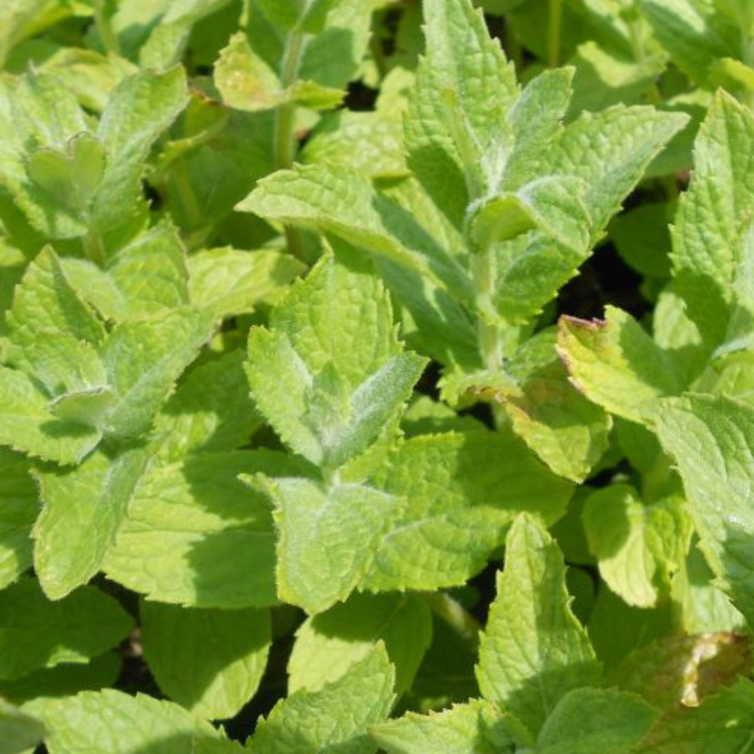 Apple Mint