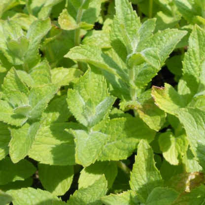 Apple Mint