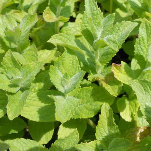 Apple Mint