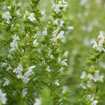 Calamintha nepeta 'Triumphator'