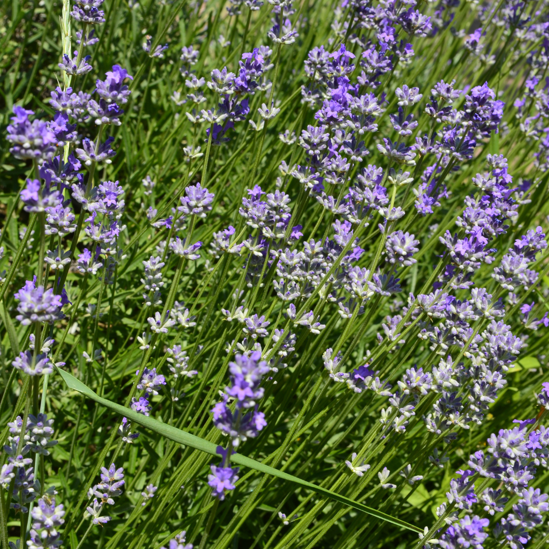 Lavandula angustifolia 'Hidcote'