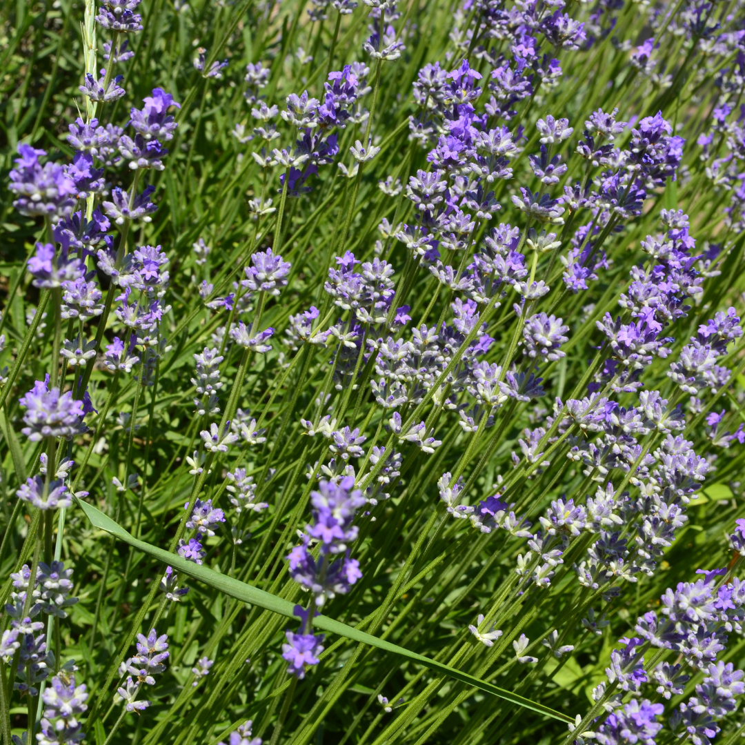 Lavandula angustifolia `Hidcote`