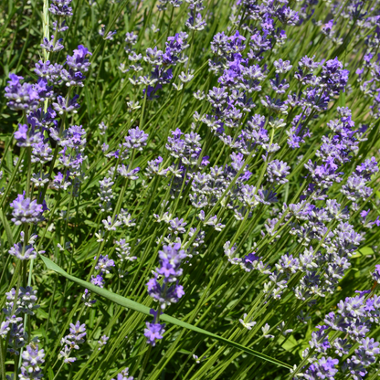 Lavandula angustifolia 'Hidcote'