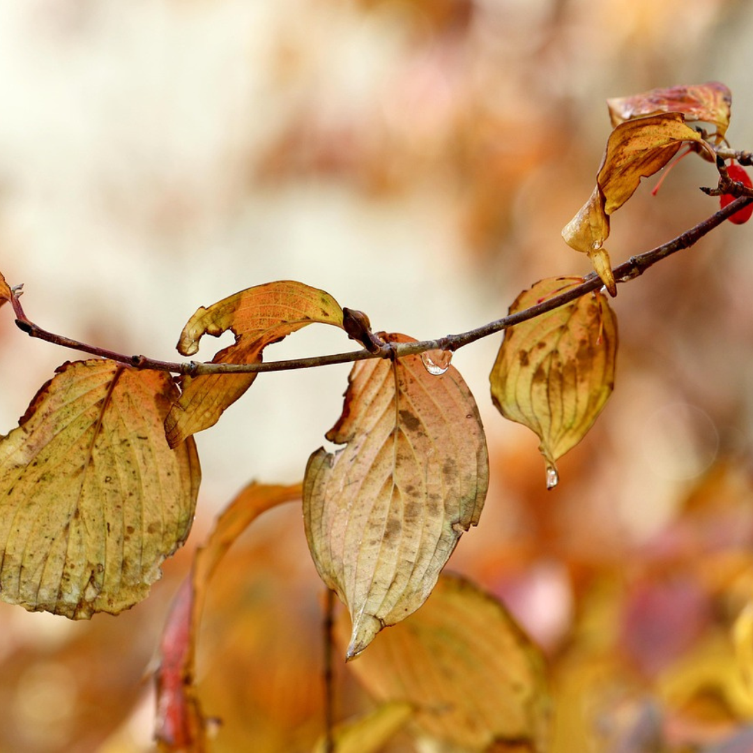 Cornus mas