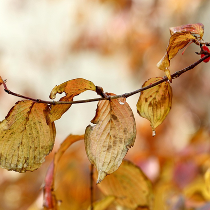 Cornus mas