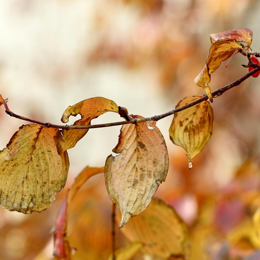 Cornus mas