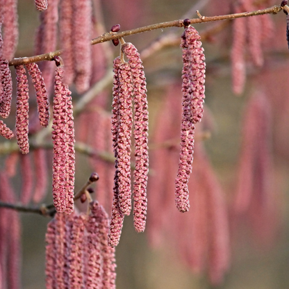Corylus maxima Purpurea