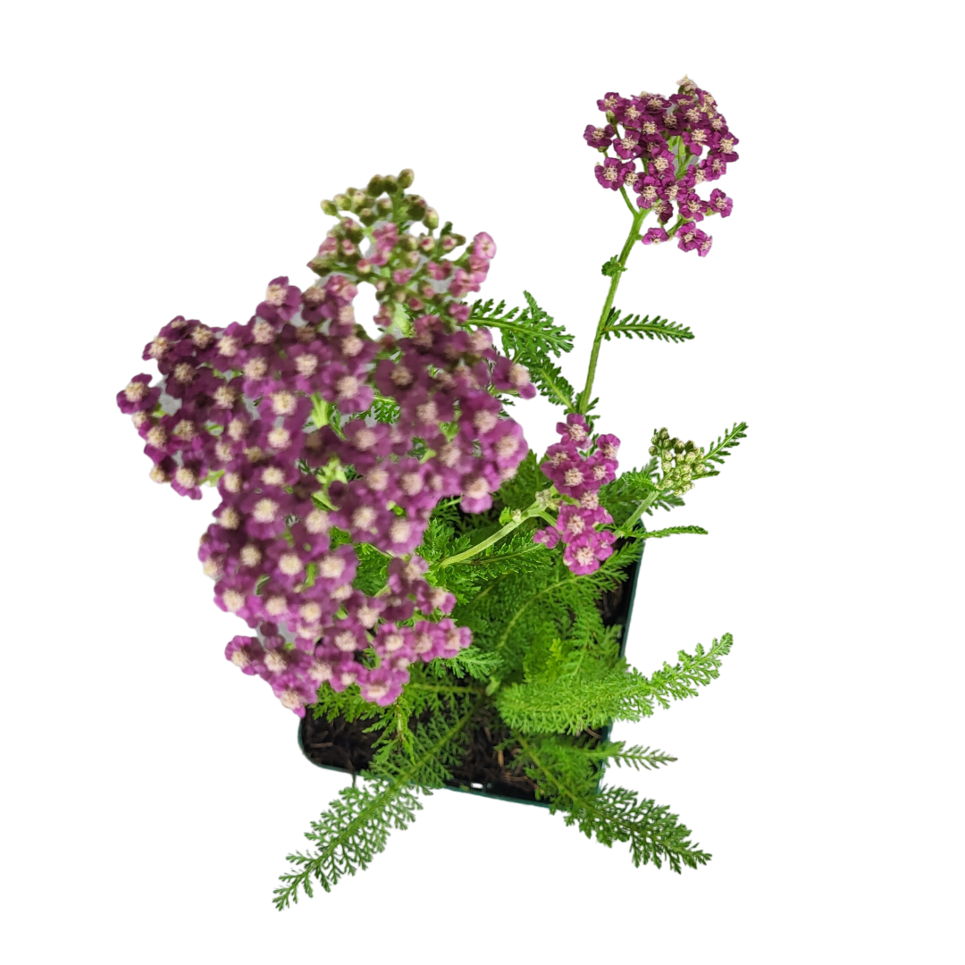 Achillea millefolium 'Pink Grapefruit'