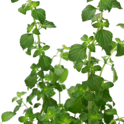 Calamintha nepeta 'Triumphator'