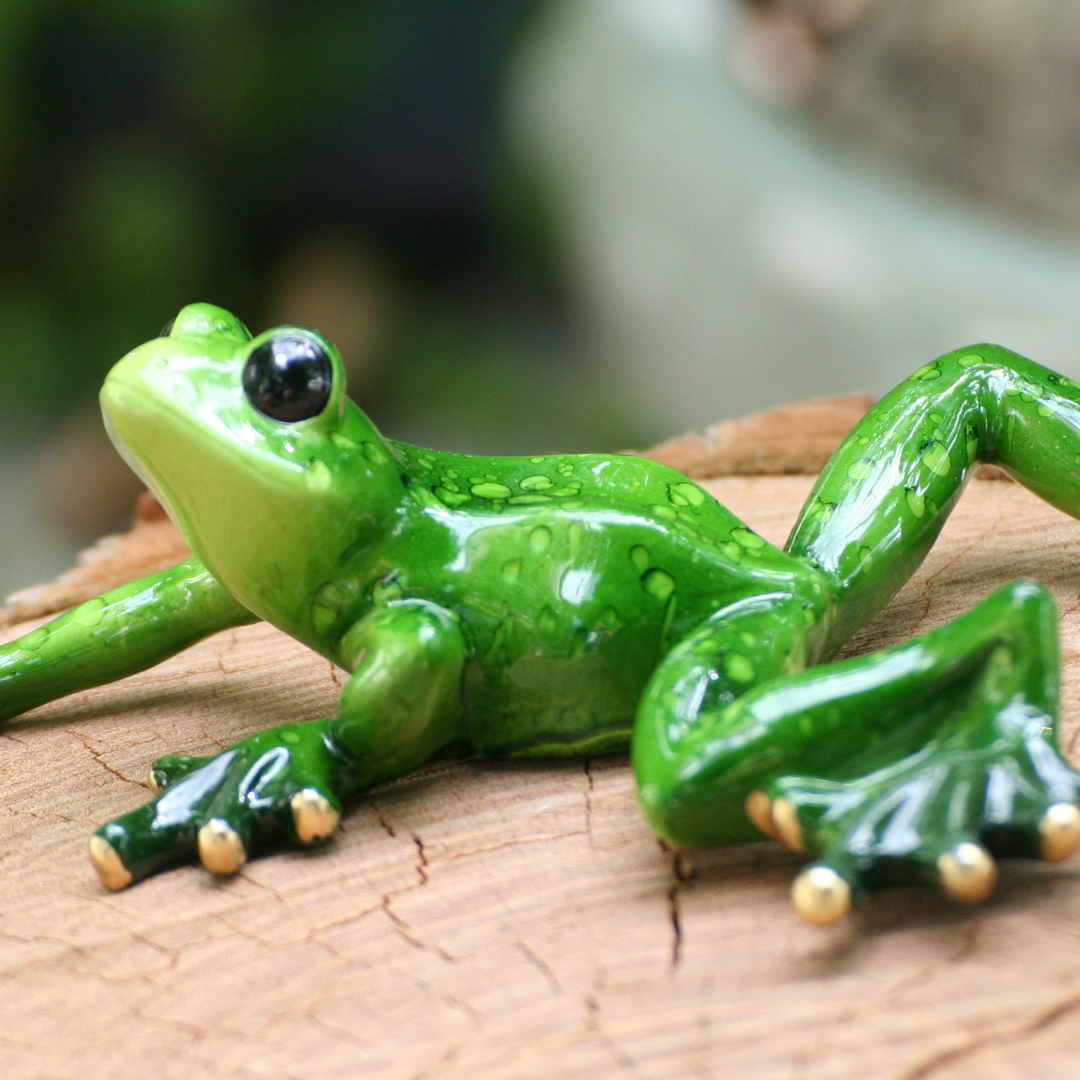 Grenouilles étirées