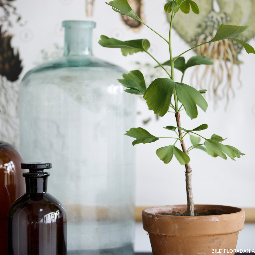 Ginkgo biloba baby plant