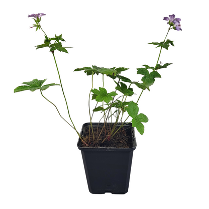 Geranium nodosum