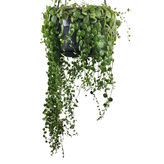 Peperomia Prostrata