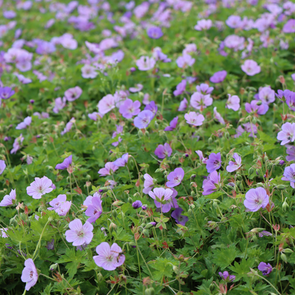 Geranium wallichianum 'Rozanne'