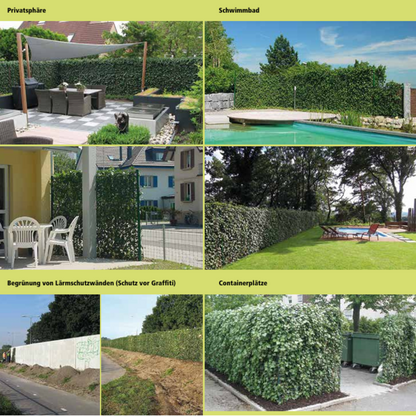 Ivy hedge element 120 cm wide