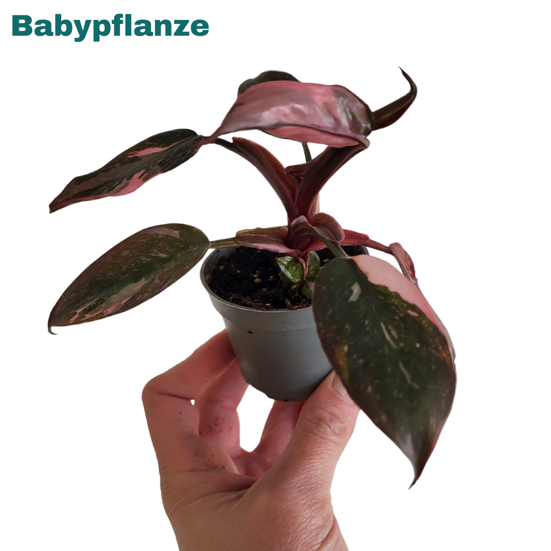 Philodendron Pink Princess Marble