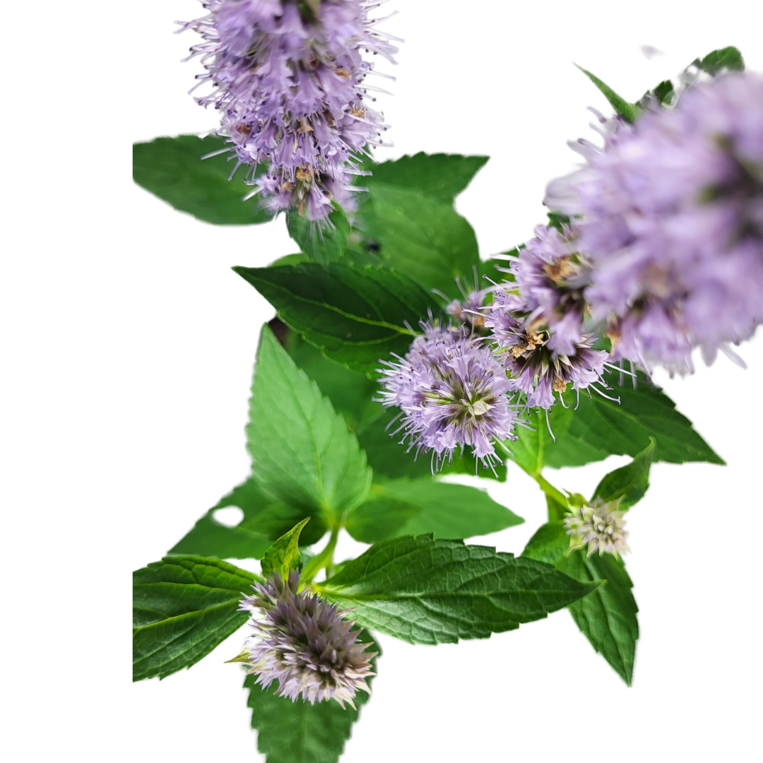 Agastache rugosa 'Blue Fortune'