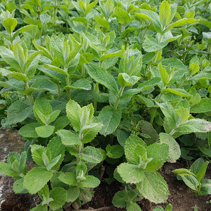 Apple Mint