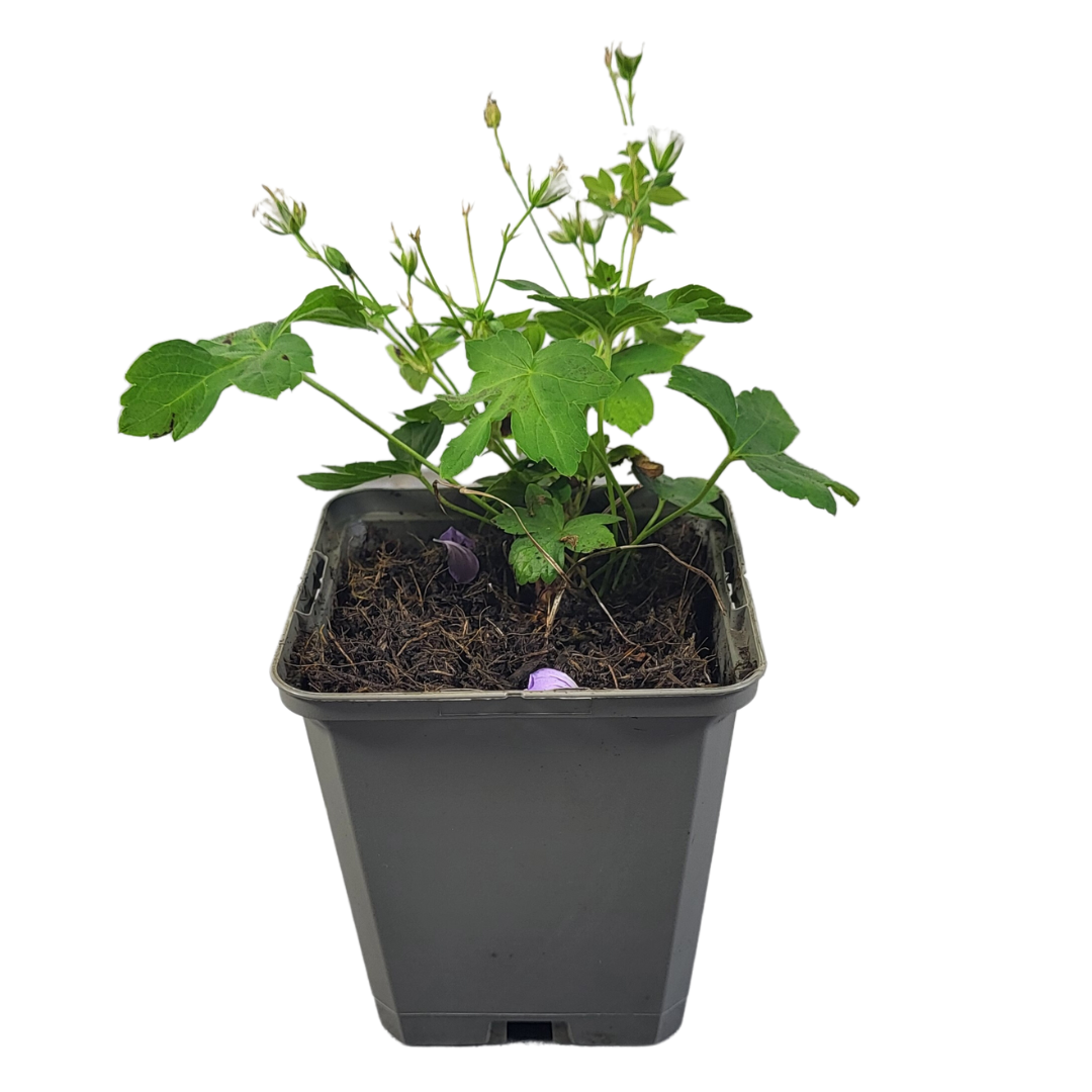 Géranium nodosum 'Silverwood' ®