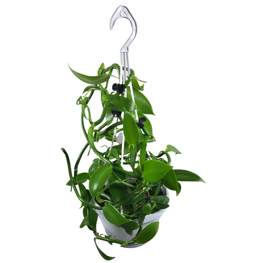 Vanilla planifolia