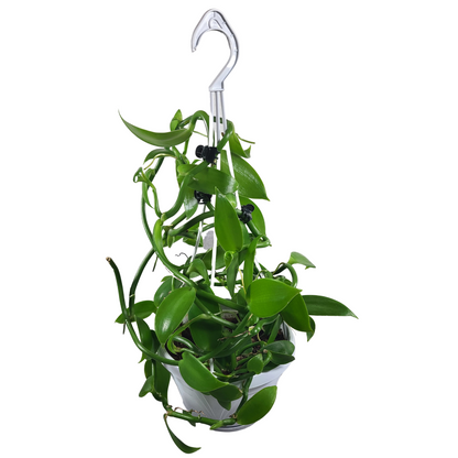 Vanilla planifolia