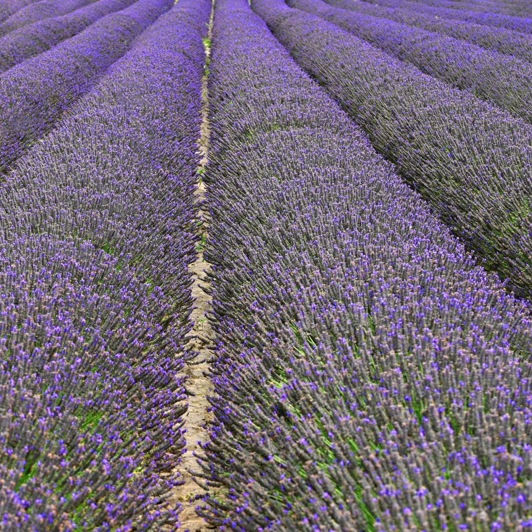 Lavandula angustifolia 'Hidcote'