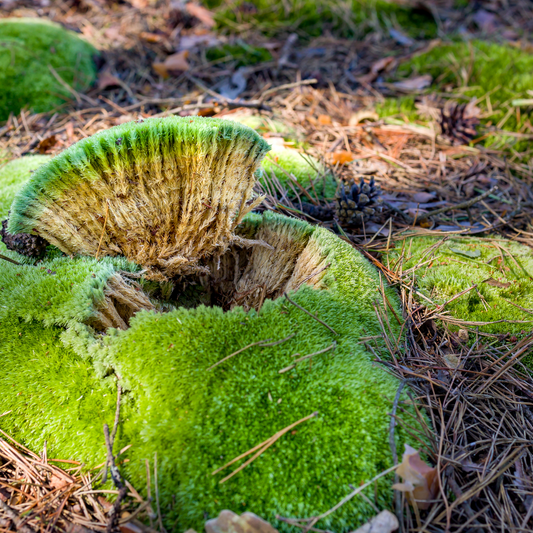 Sphagnum moss living / Sphagnum moss fresh