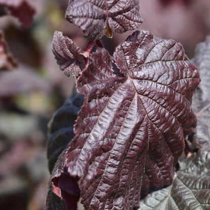 Corylus maxima Purpurea